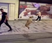 A dog plays in the middle of a street in Istanbul Turkey&#60;br/&#62;&#60;br/&#62;_______________________________&#60;br/&#62;____________________________&#60;br/&#62;&#60;br/&#62;#istanbull&#60;br/&#62;#dog &#60;br/&#62;#funnydog