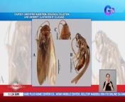 Pasintabi po sa mga kumakain, may bagong uri ng insekto na nadiskubre.&#60;br/&#62;&#60;br/&#62;&#60;br/&#62;Balitanghali is the daily noontime newscast of GTV anchored by Raffy Tima and Connie Sison. It airs Mondays to Fridays at 11:00 AM (PHL Time). For more videos from Balitanghali, visit http://www.gmanews.tv/balitanghali.&#60;br/&#62;&#60;br/&#62;News updates on COVID-19 (coronavirus disease 2019) and the COVID-19 vaccine: https://www.gmanetwork.com/news/covid-19/&#60;br/&#62;&#60;br/&#62;#Nakatutok24Oras&#60;br/&#62;&#60;br/&#62;Breaking news and stories from the Philippines and abroad:&#60;br/&#62;GMA News and Public Affairs Portal: http://www.gmanews.tv&#60;br/&#62;Facebook: http://www.facebook.com/gmanews&#60;br/&#62;Twitter: http://www.twitter.com/gmanews&#60;br/&#62;Instagram: http://www.instagram.com/gmanews&#60;br/&#62;&#60;br/&#62;GMA Network Kapuso programs on GMA Pinoy TV: https://gmapinoytv.com/subscribe